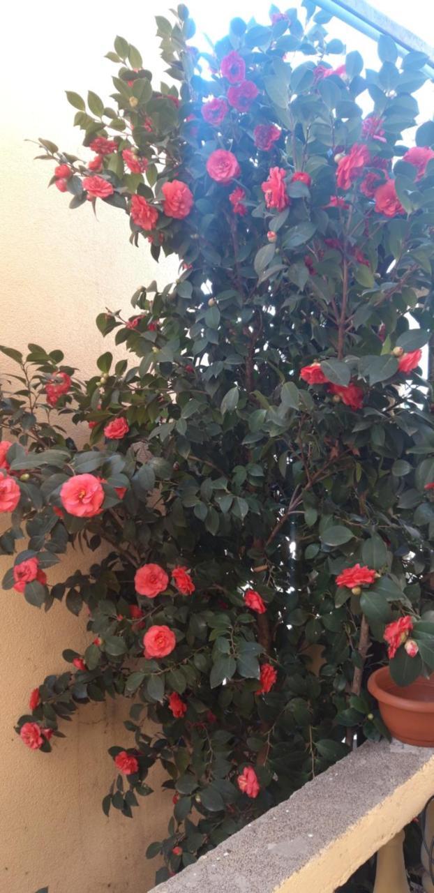 בודווה Apartmani Radovic 2 מראה חיצוני תמונה